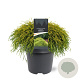 Chamaecyparis p. 'Sungold' 30-40 cm 5,0L
