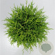 Chamaecyparis p. 'Sungold' 30-40 cm 5,0L