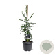 Cryptomeria j. 'Kyara Gold' 60-80 cm 5,0L