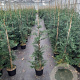 Cupressocyparis leylandii 125-150 cm 7,5L Gestokt