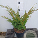 Juniperus chin. 'Blaauw' 25-30 cm 3,0L
