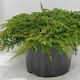 Juniperus comm. 'Green Carpet' 40-50 cm 5,0L