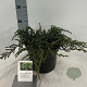 Juniperus comm. 'Hibernica' 25-30 cm 3,0L
