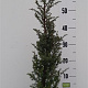 Juniperus comm. 'Hibernica' 50-60 cm 5,0L