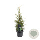 Juniperus comm. 'Suecica' 50-60 cm 3,0L