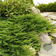 Juniperus h. 'Prince of Wales' 30-40 cm 3,0L