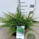 Juniperus h. 'Prince of Wales' 30-40 cm 3,0L
