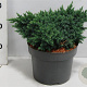 Juniperus squamata 'Blue Star' 25-30 cm 5,0L
