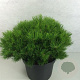 Pinus dens. 'Low Glow' 40-50 cm 10L