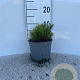 Pinus mugo pumilio 5-10 cm 2,0L