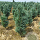 Pinus sylv. 'Fastigiata' 80-100 cm met kluit