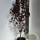 Prunus cer. Crimson Pointe 100-120 cm 10L