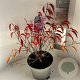 Prunus incisa 'Paean' 30-40 cm 5,0L