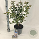 Prunus nipponica 'Brillant' 50-60 cm 5,0L