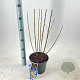 Prunus tomentosa 30-40 cm 3,0L