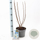 Prunus tomentosa 30-40 cm 3,0L