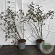 Rosa glauca 60-80 cm 2,0L