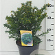 Taxus b. 'Repandens' 25-30 cm 3,5L