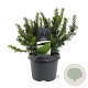 Taxus b. 'Repandens' 25-30 cm 3,5L