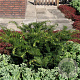 Taxus media 'Farmen' 25-30 cm 3,5L