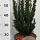 Taxus media 'Hillii' 60-70 cm 5,0L