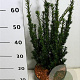 Taxus media 'Hillii' 60-70 cm 5,0L