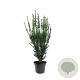 Taxus media 'Hillii' 60-80 cm 7,5L