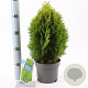 Thuja occ. 'Aurea Nana' 30-35 cm 3,0L