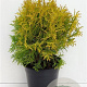 Thuja occ. 'Golden Globe' 25-30 cm 3,5L