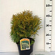 Thuja occ. 'Golden Globe' 25-30 cm 3,5L