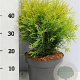 Thuja occ. 'Golden Globe' 30-40 cm 5,0L