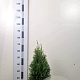Thuja occ. 'Smaragd' 50-60 cm 3,0L