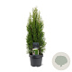 Thuja occ. 'Smaragd' 50-60 cm 3,0L