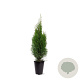 Thuja occ. 'Smaragd' 60-80 cm 4,0L