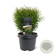 Thuja occ. 'Tiny Tim' 25-30 cm 3,5L