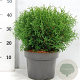 Thuja occ. 'Tiny Tim' 30-40 cm 5,0L