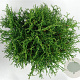 Thuja occ. 'Tiny Tim' 30-40 cm 5,0L