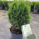 Thuja occ. 'Tiny Tim' GM C3