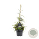 Thuja plicata 'Aldrich Mountain' 40-50 cm 3,0L