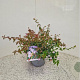 Abelia 'Edward Goucher' 20-25 cm 2,5L