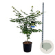 Acer Arctic Jade 125-150 cm 30L extra
