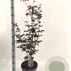 Acer pal. 'Bloodgood' 60-80 cm 10L
