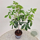 Aesculus parviflora 50-60 cm 5,0L