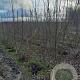 Betula albosin. 'Fascination' 250-300 cm draadkluit meerstammig