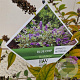 Buddleja 'Blue Chip' 30-35 cm 3,0L