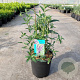 Buddleja d. 'Border Beauty' 40-50 cm 6,5L