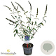 Buddleja d. 'Empire Blue' 40-50 cm 3,0L