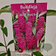 Buddleja d. 'Royal Red' 50-55 cm 3,0L