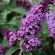 Buddleja Flutterby Lavender GM 2,0L leverbaar