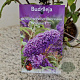 Buddleja Free Petite Blue Heaven 25-30 cm 2,5L